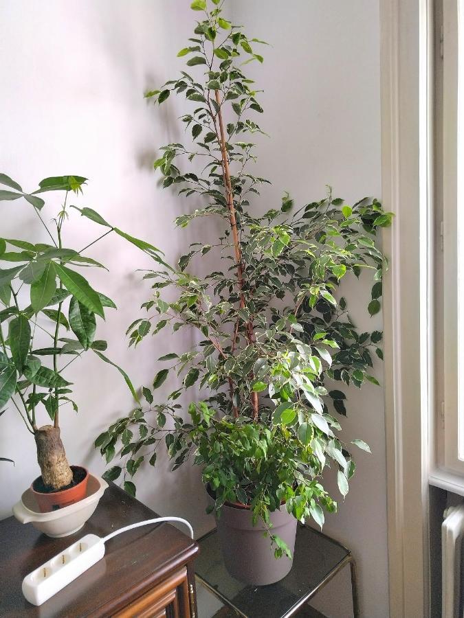 베오그라드 Monica'S House 호스텔 외부 사진